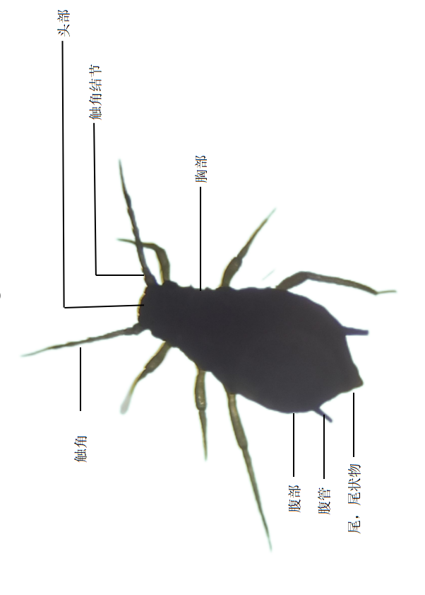 A1.png