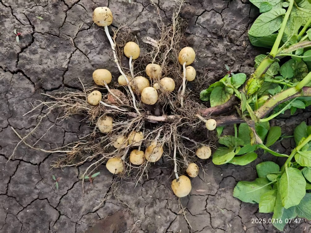 1756548269418344.jpg 3.jpg