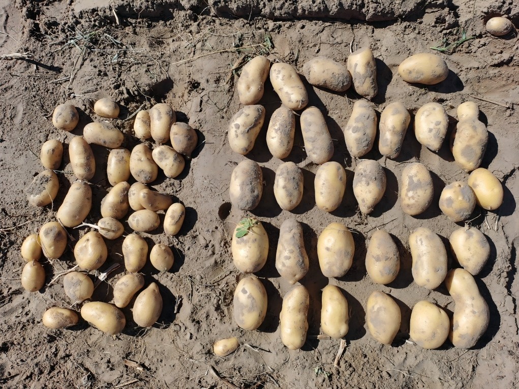 1756732303352531.jpg 1(1).jpg