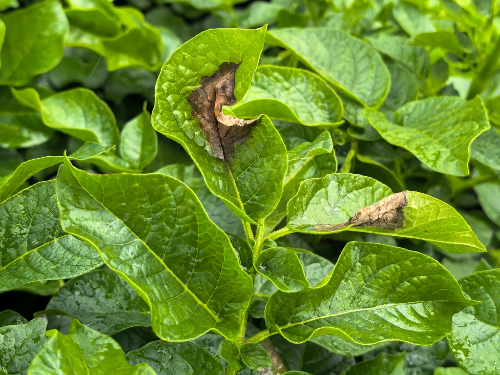 1757599464868829.jpg 123456.jpg