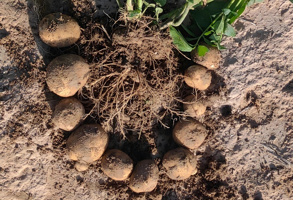 1758288600792509.jpg 1.jpg