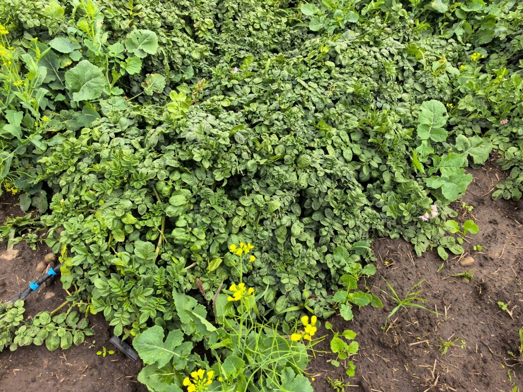 1758591464884316.jpg 前茬药害(1).jpg