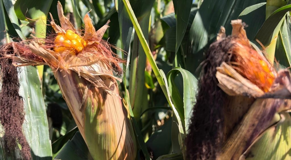 1758875105847365.jpg 10.jpg