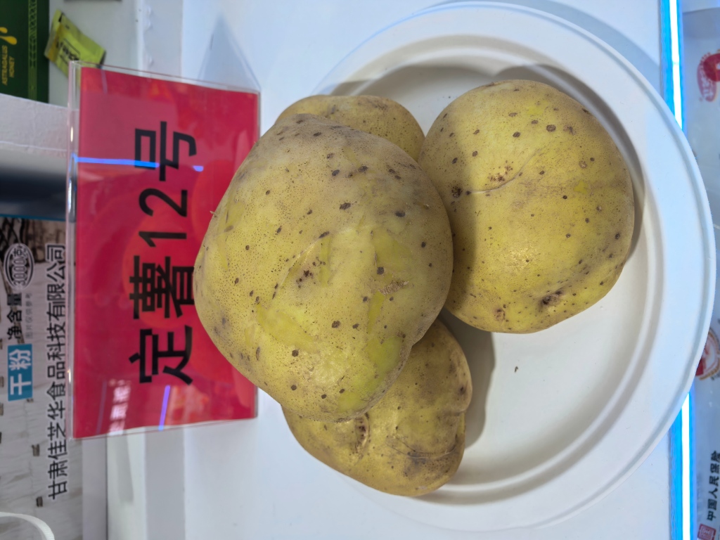 定薯12号(1).jpg