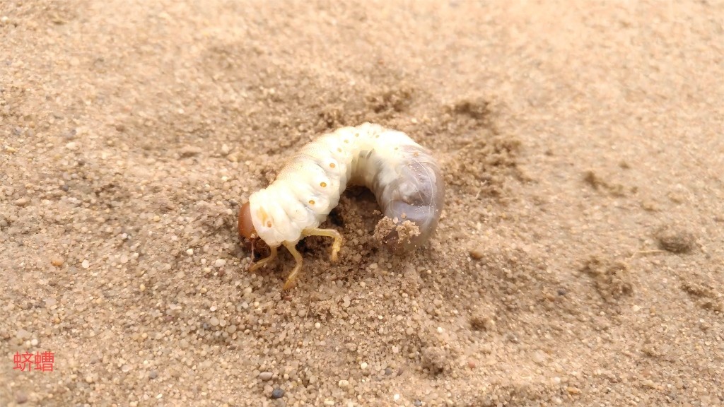蛴螬(1)(1).jpg