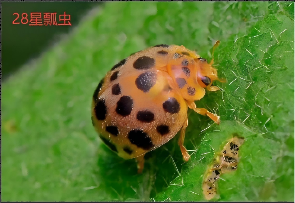 28星瓢虫.png