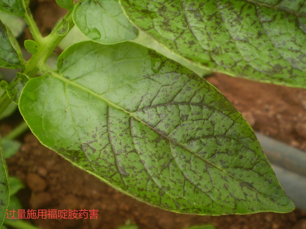 过量施用氟啶胺药害.jpg
