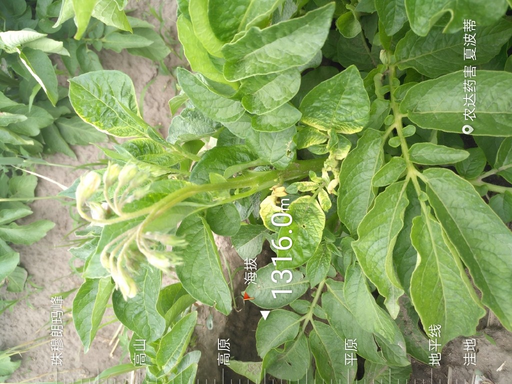 草甘膦药害.jpg