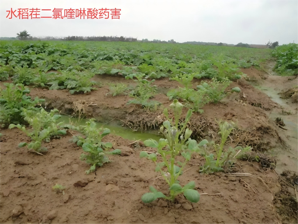 二氯喹啉酸.png