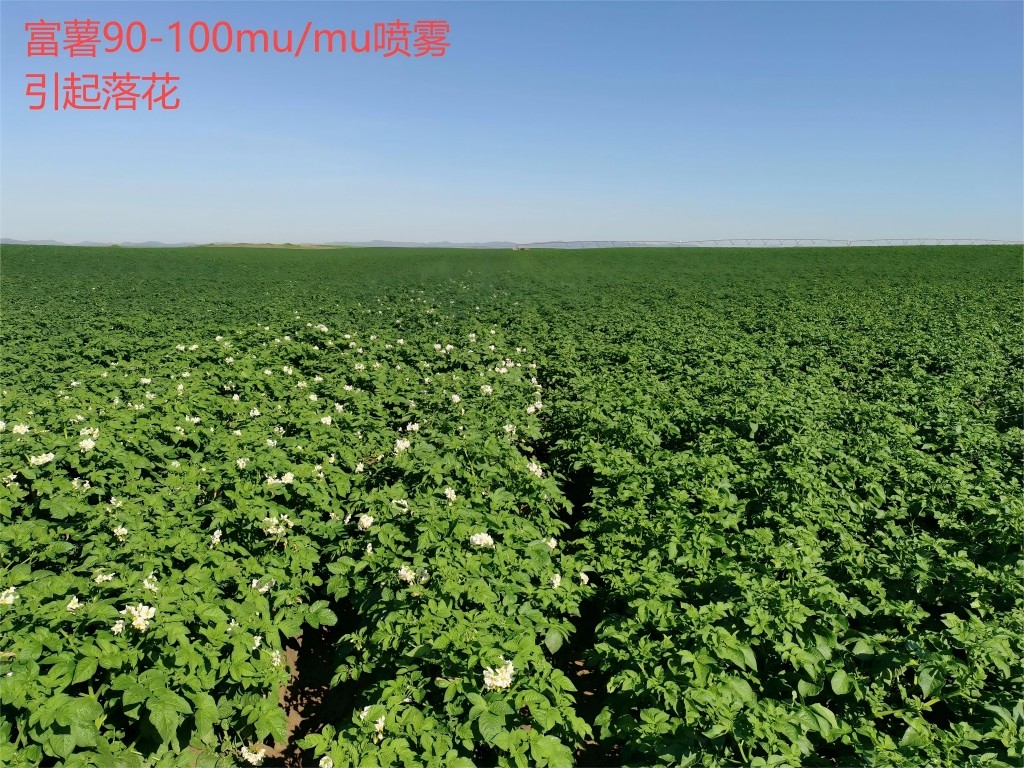 过量富薯引起落花.jpg