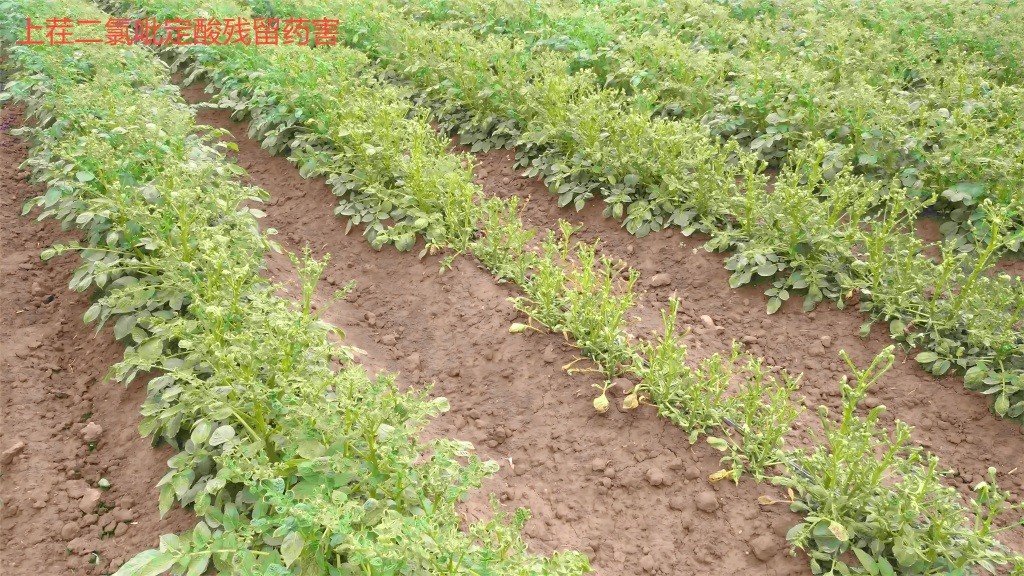 二氯吡啶酸-土壤残留.jpg