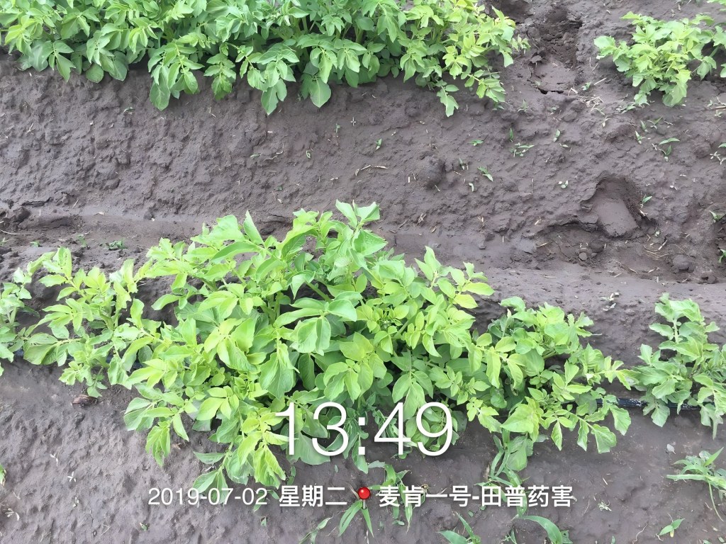 麦肯1号叶喷田普产生的药害.jpg